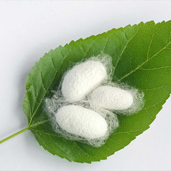 SILK COCOONS (NON-LIVING)