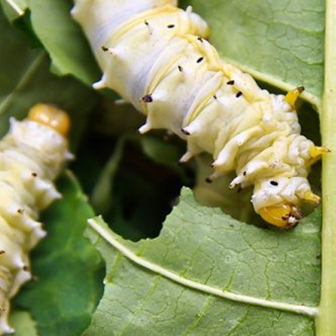 LIVE SILKWORMS