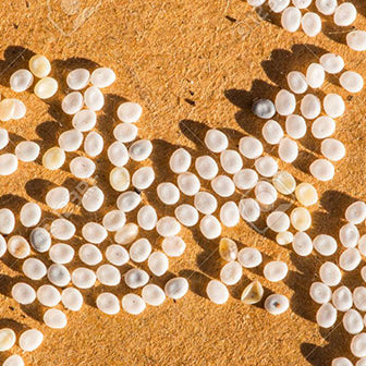 SILKWORM EGGS