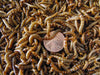 2000 Small Superworms (postpaid)