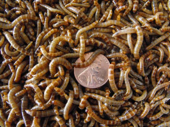2000 Small Superworms (postpaid)