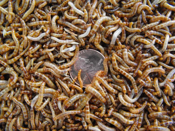 2000 Micro Superworms (postpaid)