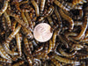 2000 Medium Superworms (postpaid)