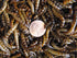 2000 Medium Superworms (postpaid)