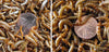 1000 Micro and 1000 Small Superworms (postpaid)