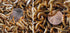 1000 Micro and 1000 Small Superworms (postpaid)