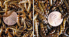 1000 Small and 1000 Medium Superworms (postpaid)