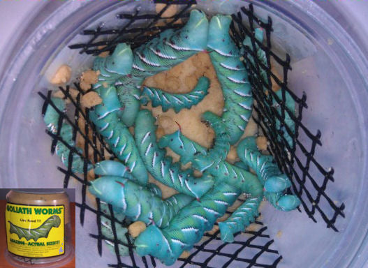 hornworm cup - yellow