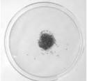 Silkworm Eggs (POSTPAID)