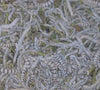 Silkworms - 150-200 Sm/Med/Lg Mix (Postpaid)