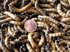 500 Large Superworms (Postpaid)