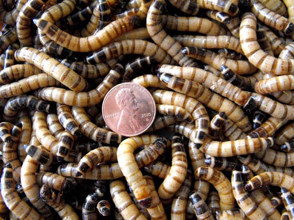 500 Large Superworms (Postpaid)