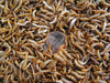 4000 Micro Superworms (postpaid)