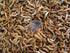 4000 Micro Superworms (postpaid)