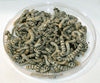 Silkworms - Med/Lg/Jumbo Mix PLUS 1/2 lb. Powdered Chow (POSTPAID)