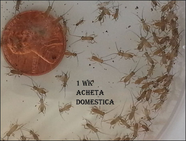 1 week brown house crickets