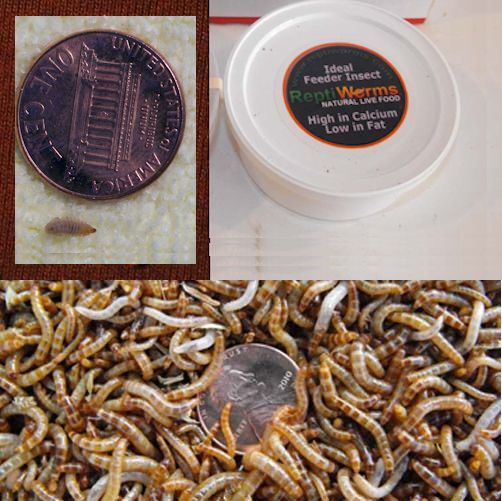 tiny herp combo
