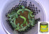 hornworm cup-green food