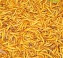 Mealworms