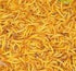 Giant Mealworms
