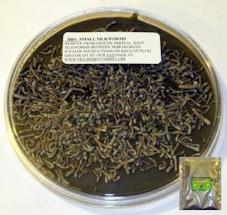 500 small silkworms w/chow