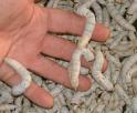 100 Large (1-1/2" to 2") Silkworms (POSTPAID)