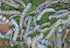 1" (Approx.) Silkworms (50+ Count)