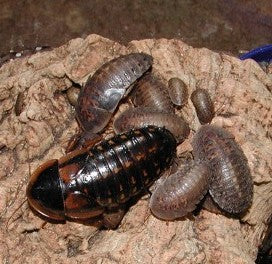Dubia Roaches: MIXED SIZE-100 COUNT (POSTPAID)