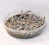 MEDIUM Silkworms  (25+ Count)