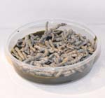 silkworms