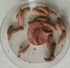 Cup of Medium (Approx. 3/8'') Black Soldier Fly Larvae (1000 Count)