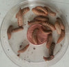 Cup of Medium (Approx. 3/8'') Black Soldier Fly Larvae (100 Count)-$5 Sale!