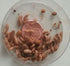 Cupped Small (Approx. 1/4'') Black Soldier Fly Larvae (1000 Count)