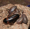 Dubia Roaches: MIX MD/LG SIZE-50 COUNT (POSTPAID)