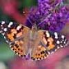 painted lady butterfly