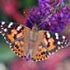 painted lady butterfly