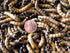 2000 Large Superworms (Postpaid)