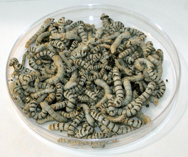 Silkworms - Large/Jumbo Mix (150 cnt) (POSTPAID)